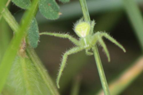 Heriaeus hirtus