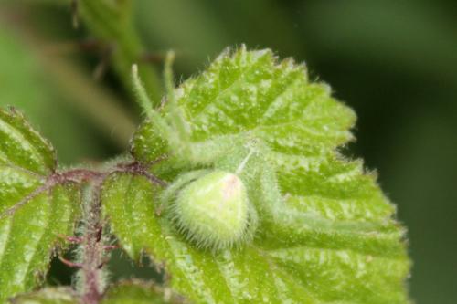 Heriaeus hirtus