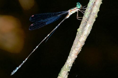 Perilestes sp.
