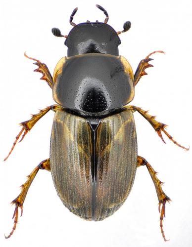 Réf. 151 781 : Melinopterus prodromus