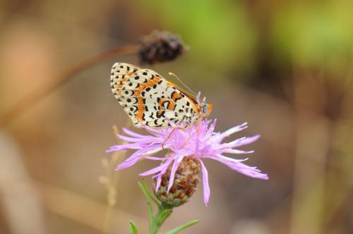 Melitaea didyma
