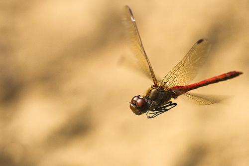 Réf. 151 144 : Sympetrum striolatum