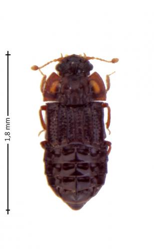 Micropeplus staphylinoides