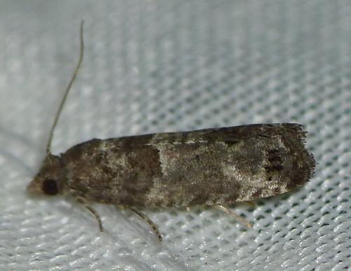 Spilonota ocellana