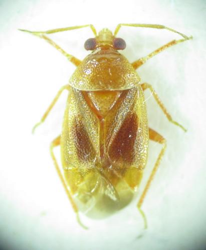 Alloeotomus cyprius