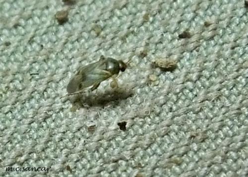 Campylomma sp.