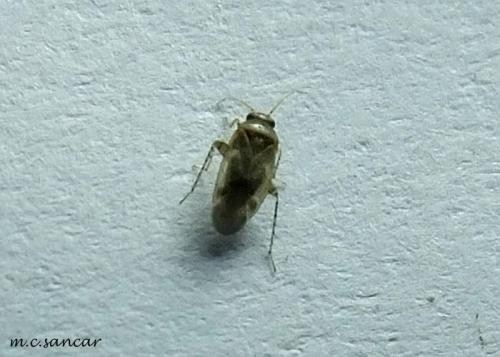 Réf. 151 332 : Campylomma sp.