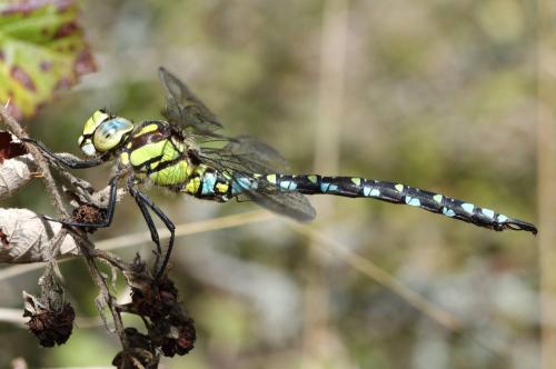 Aeshna cyanea
