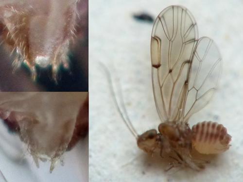 Ectopsocus briggsi