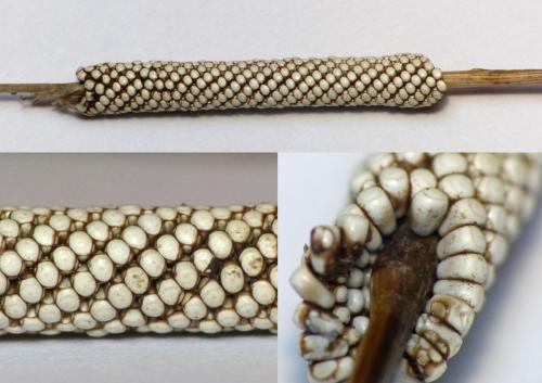 Malacosoma sp.