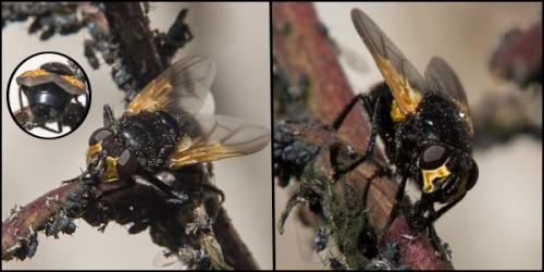 Réf. 151 825 : Mesembrina meridiana
