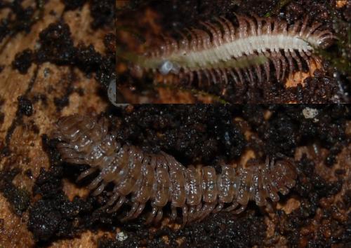 Polydesmus sp.