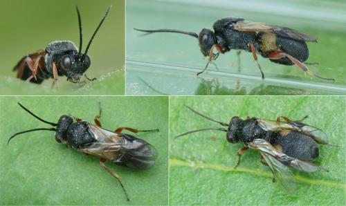 Chelonus sp.