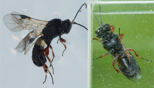 Réf. 151 372 : Chelonus sp.