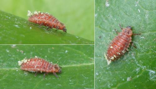 Novius cardinalis] fausse cochenille rouge (ER.766) - Le Monde des