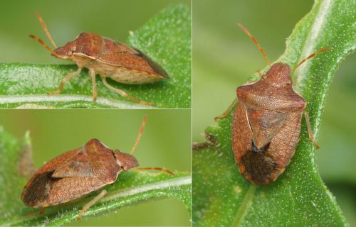 Réf. 151 837 : Peribalus strictus strictus
