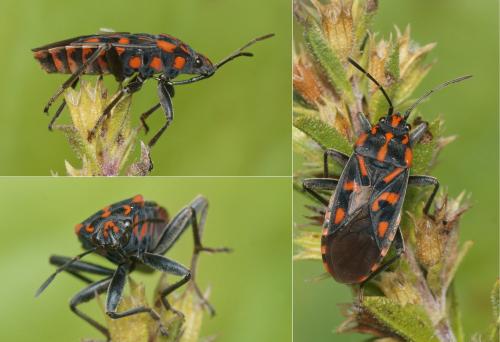 Réf. 151 868 : Spilostethus saxatilis