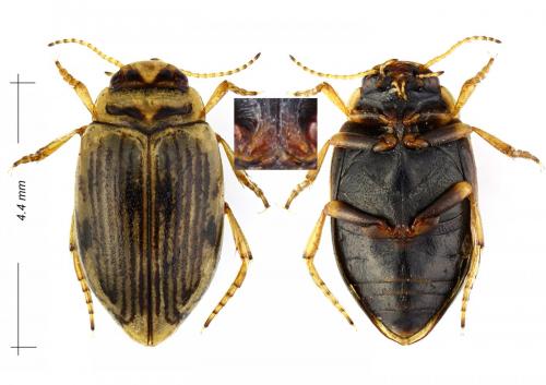 Réf. 151 965 : Boreonectes sp.