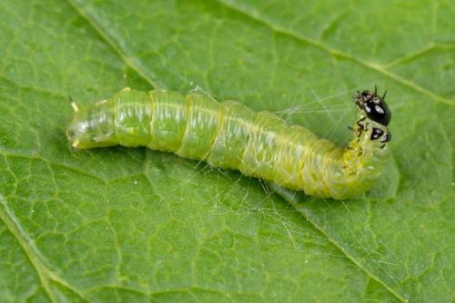 Neurotoma nemoralis