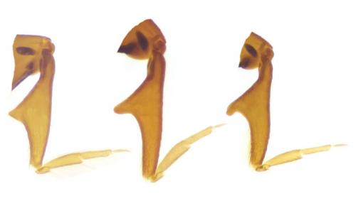 Bibloporus sp.