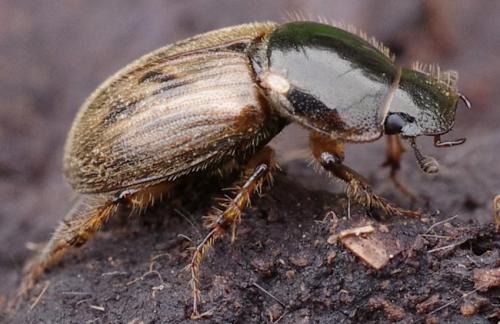 Nimbus contaminatus