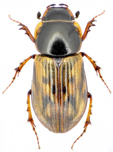 Nimbus obliteratus