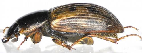 Nimbus obliteratus