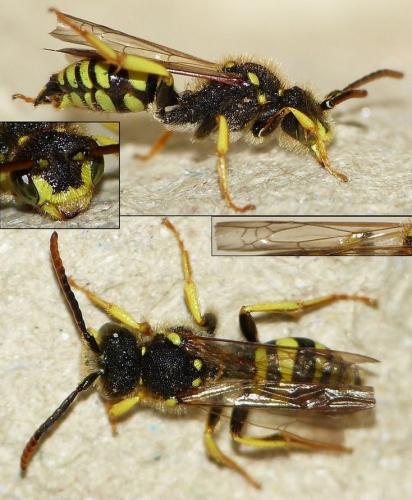 Nomada succincta