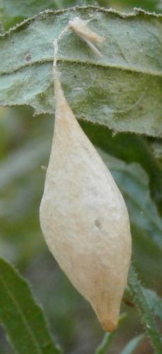 Cyrtarachne ixoides