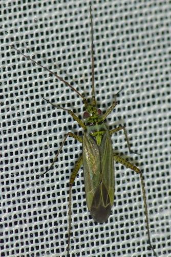 Oncotylus viridiflavus