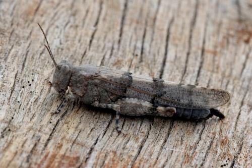 Réf. 151 053 : Sphingonotus caerulans