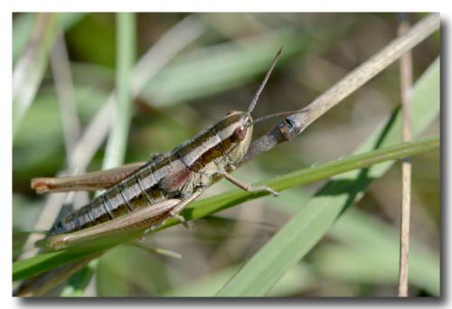 Réf. 151 609 : Euthystira brachyptera