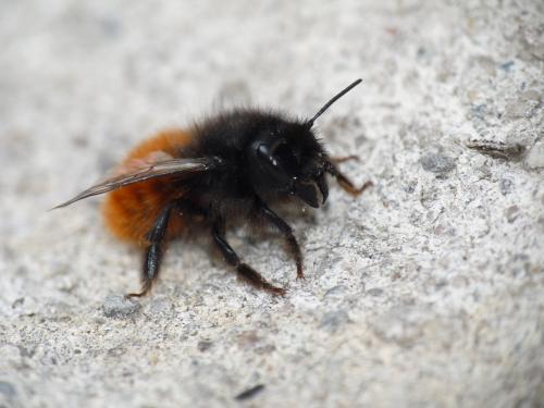 Osmia cornuta