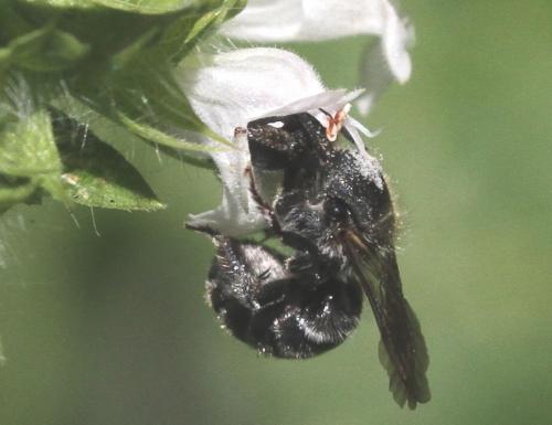 Osmia sp.