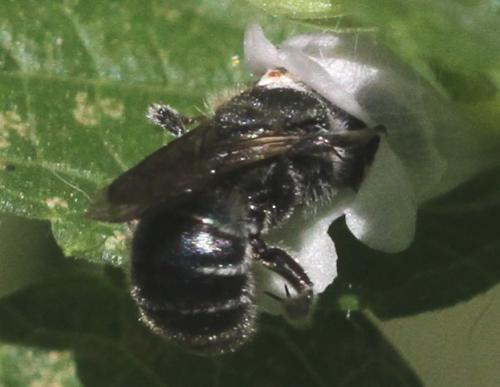 Osmia sp.