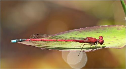 Oxyagrion simile