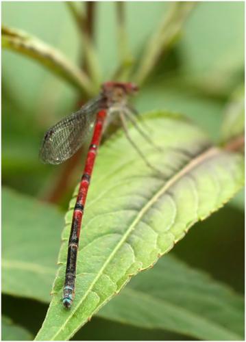 Oxyagrion simile