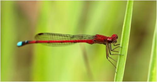 Oxyagrion simile
