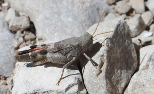 Réf. 151 123 : Oedipoda germanica germanica