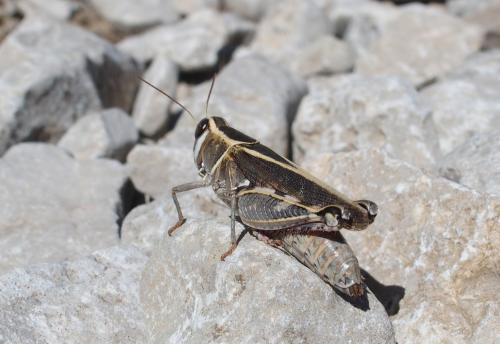 Calliptamus sp.