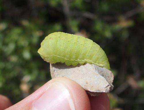 Iphiclides podalirius