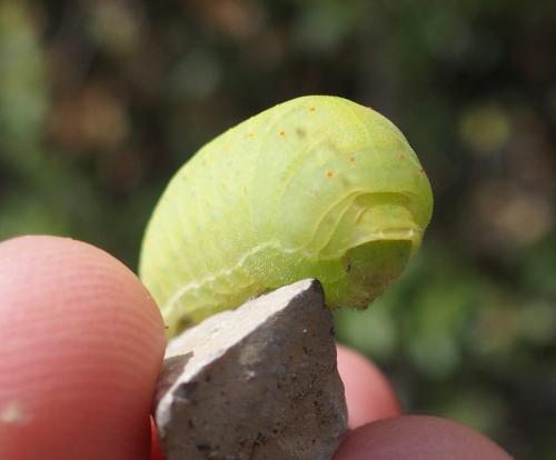 Iphiclides podalirius