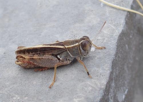 Calliptamus barbarus barbarus