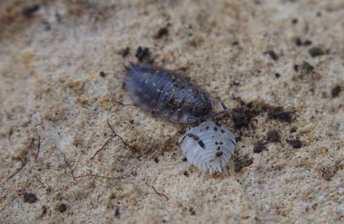 Oniscus asellus