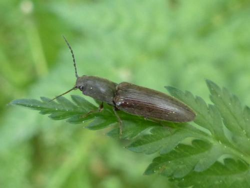 Réf. 151 632 : Athous haemorrhoidalis