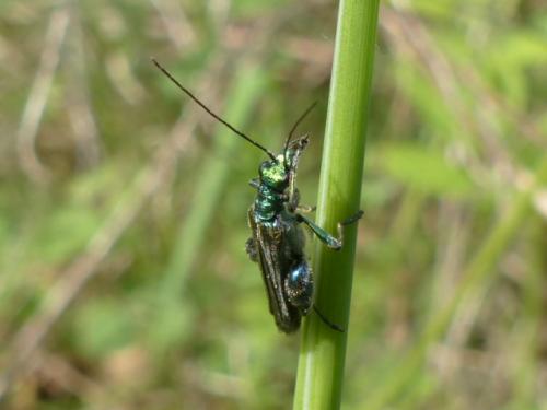 Oedemera nobilis