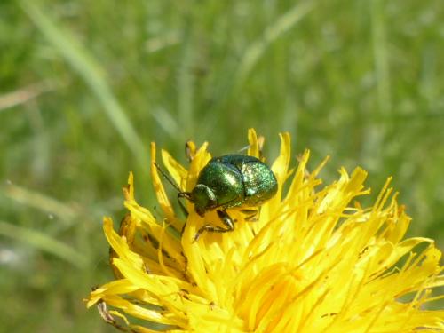 Cryptocephalus sp.