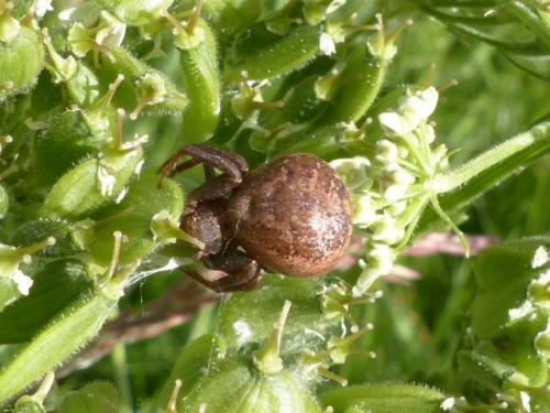 Xysticus sp.