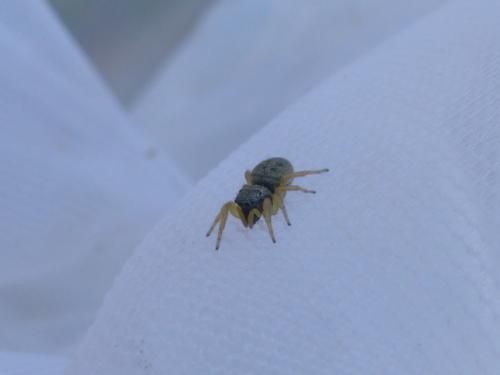 Réf. 151 258 : Heliophanus sp.