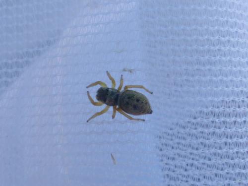 Réf. 151 259 : Heliophanus sp.
